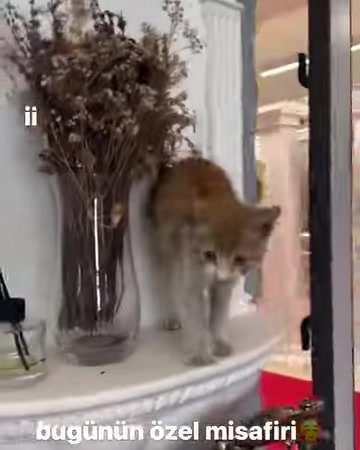 Turuncu beyaz kedi, sütunlarla çevrili kavisli niş tablasında yürüyor