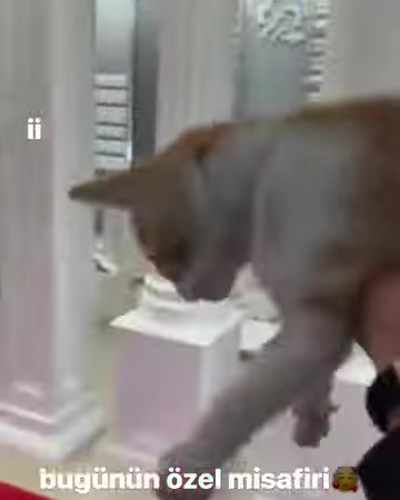 Kedi, farklı sütun ve dekoratif profillerin sergilendiği bölüme taşınıyor